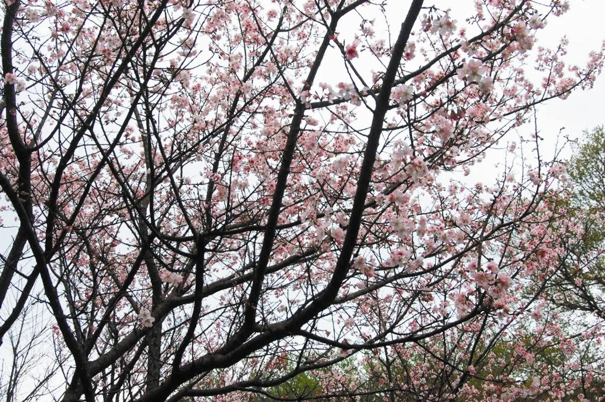 【怡然誌得】春花秋月湊熱鬧