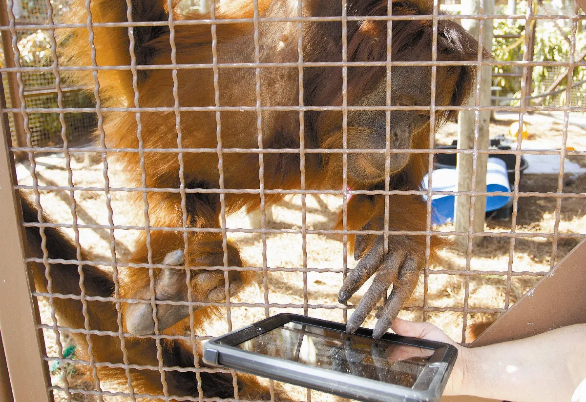 作畫、玩遊戲 猩猩愛上iPad