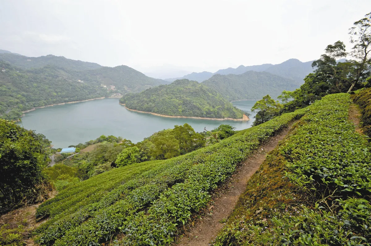 定格在石碇茶山