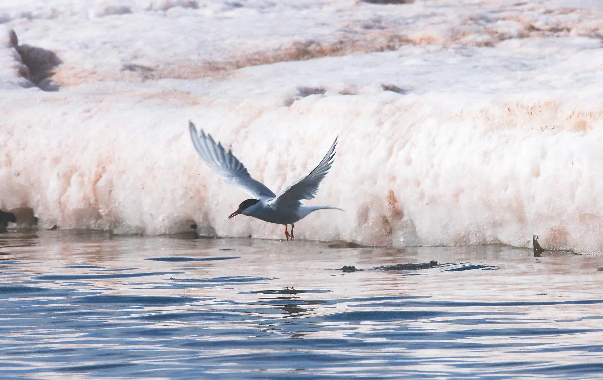 【極境光年】 北極善知鳥&燕鷗