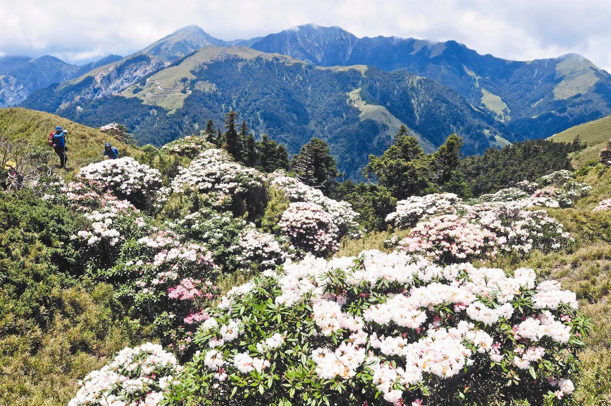 高山杜鵑 花仙子下凡