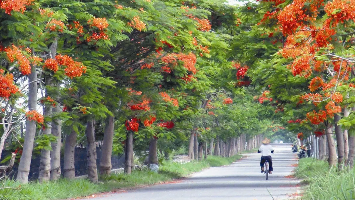 鳳凰花隧道