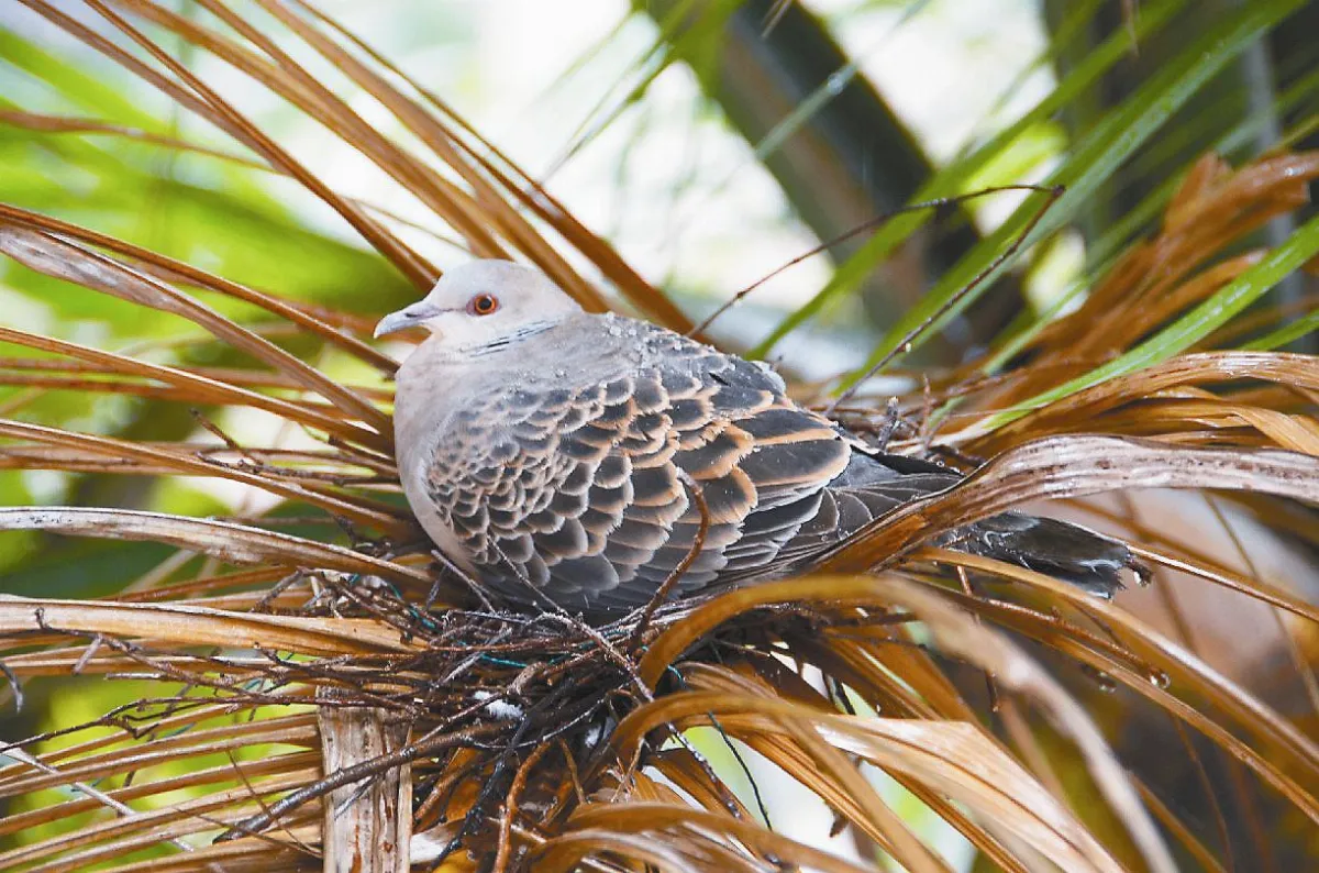 觀察金背鳩 興南國小活教材