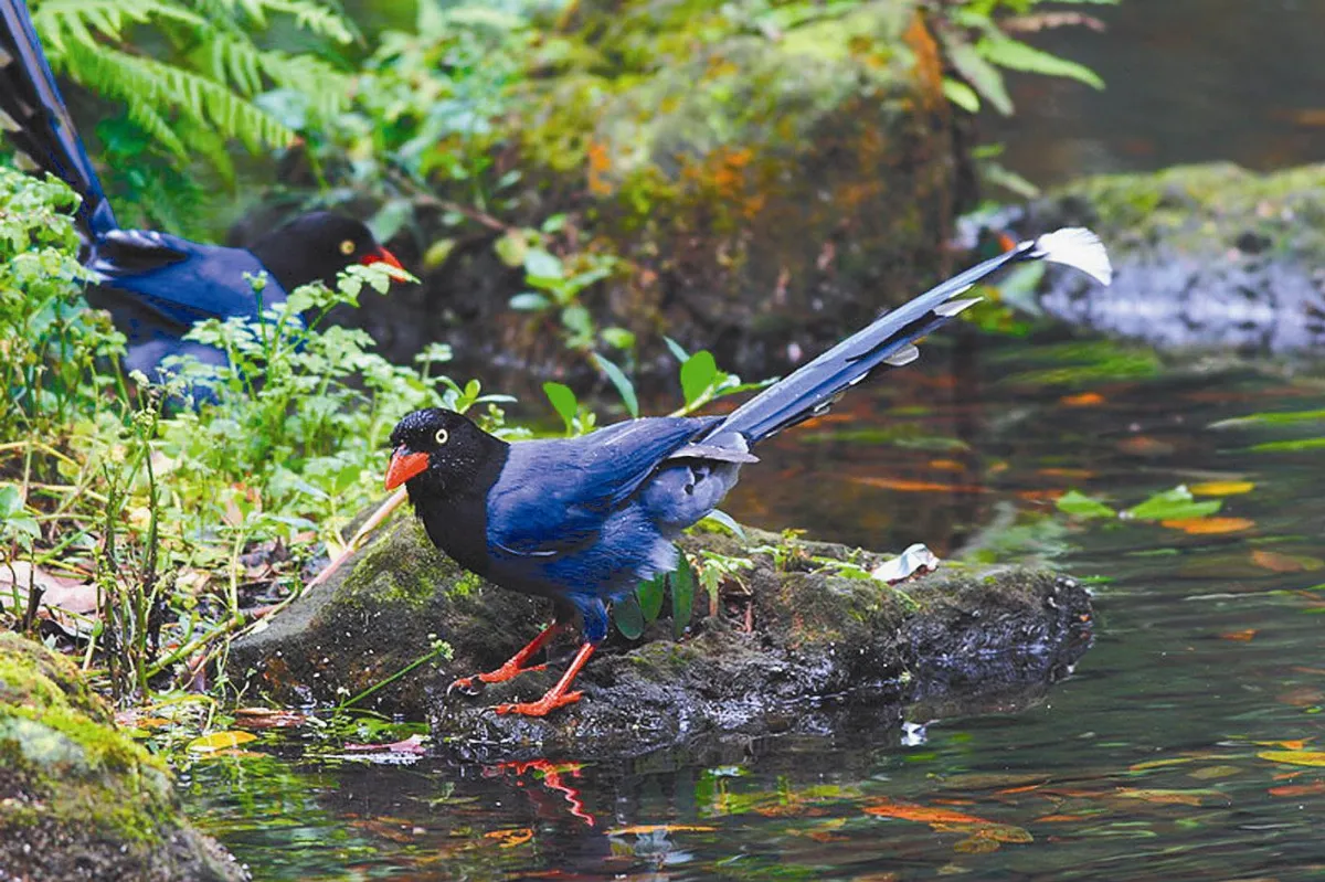 601種鳥類 齊聚福爾摩沙台灣成賞鳥天堂