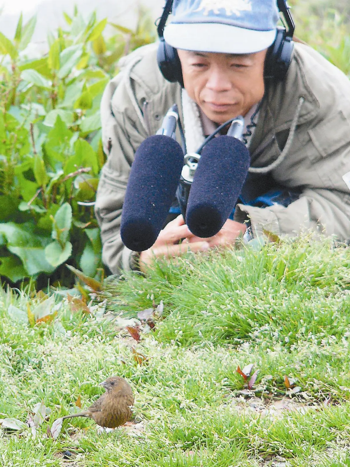 花6年上山 錄39種鳥聲