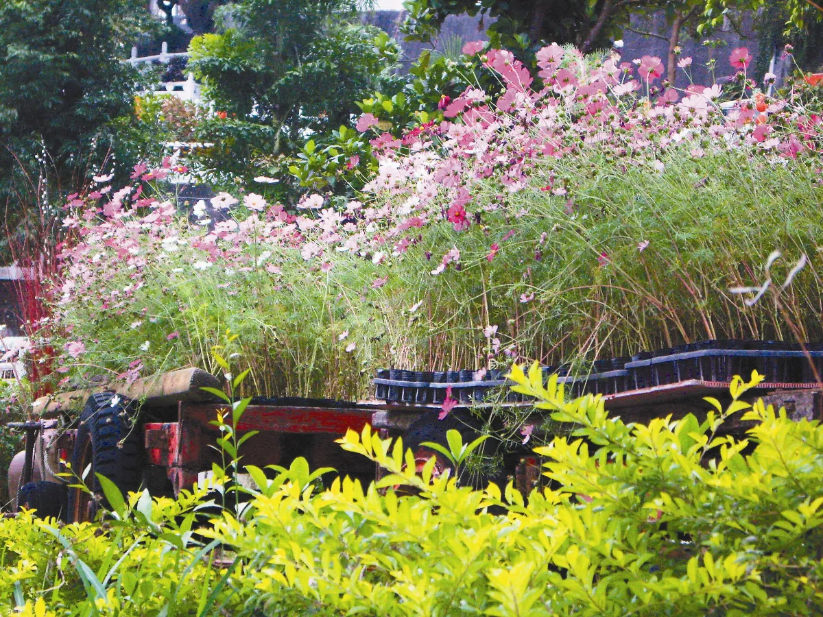 花園隨筆  您那兒的花園美嗎？