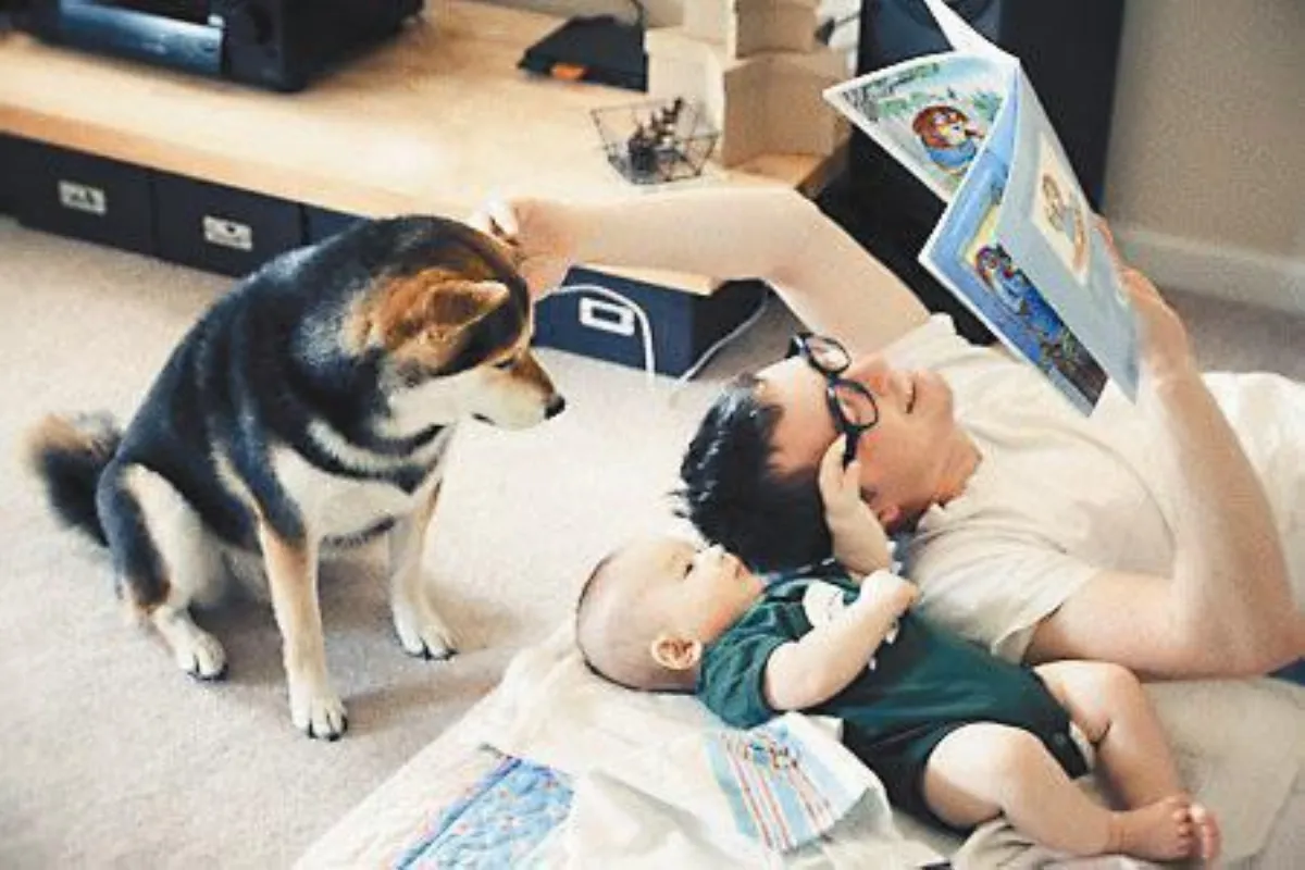 柴犬哥 伴我長大