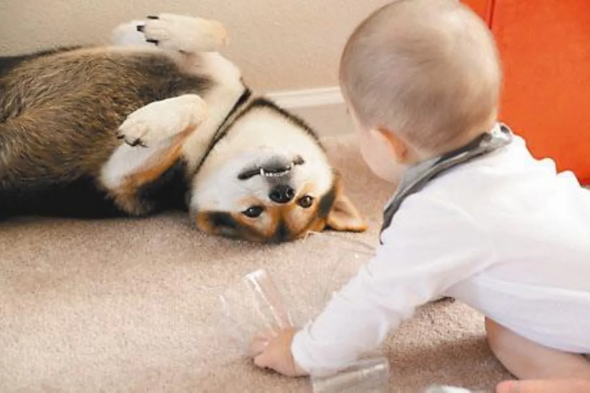 柴犬哥 伴我長大