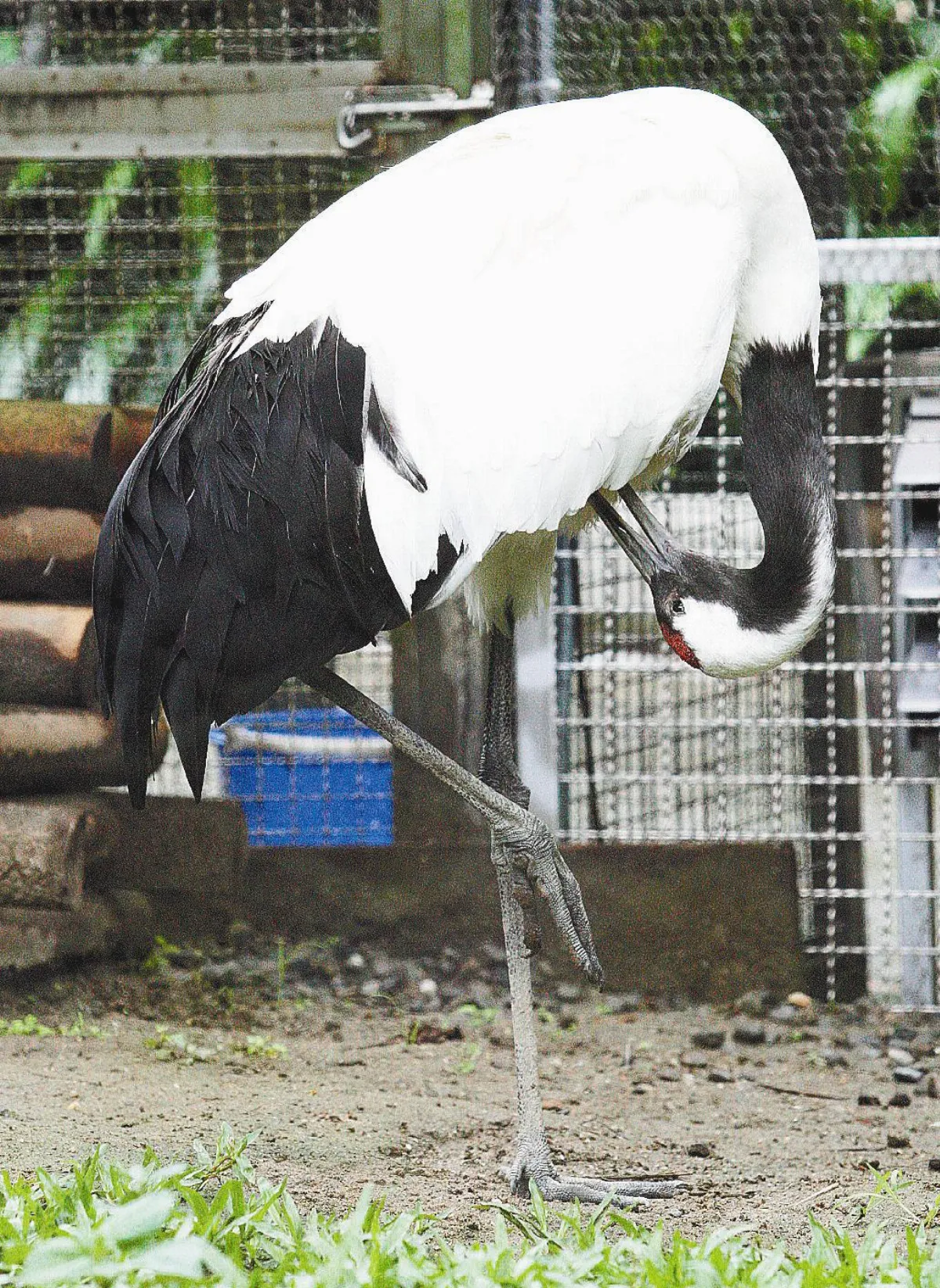 畢格10歲囉 生日快樂！