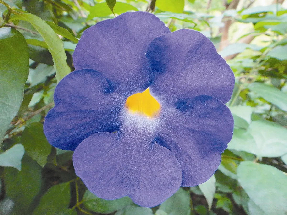 植物教室  全年開花的陪襯樹種立鶴花