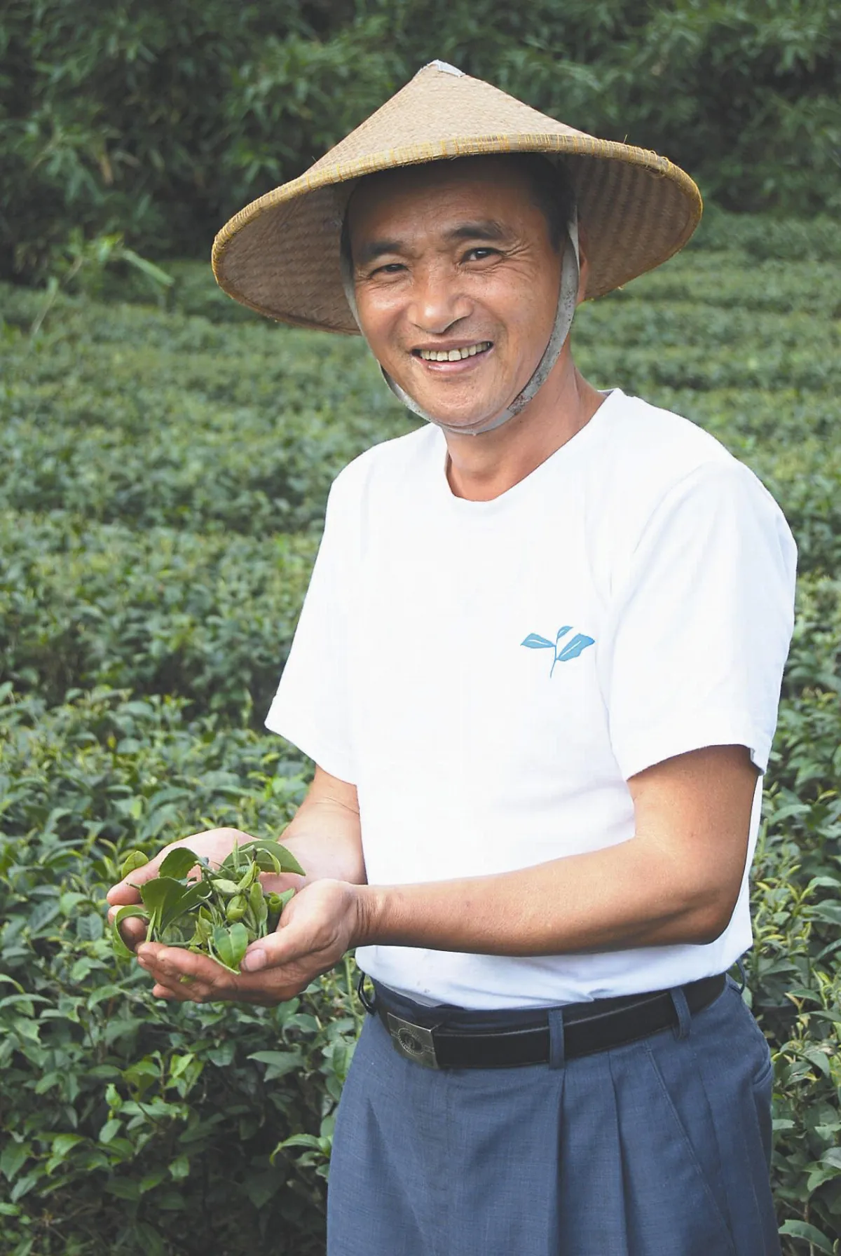 特產   文山包種茶  歷經百年興衰