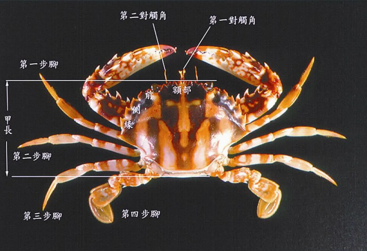 螃蟹的食衣住行育  下
