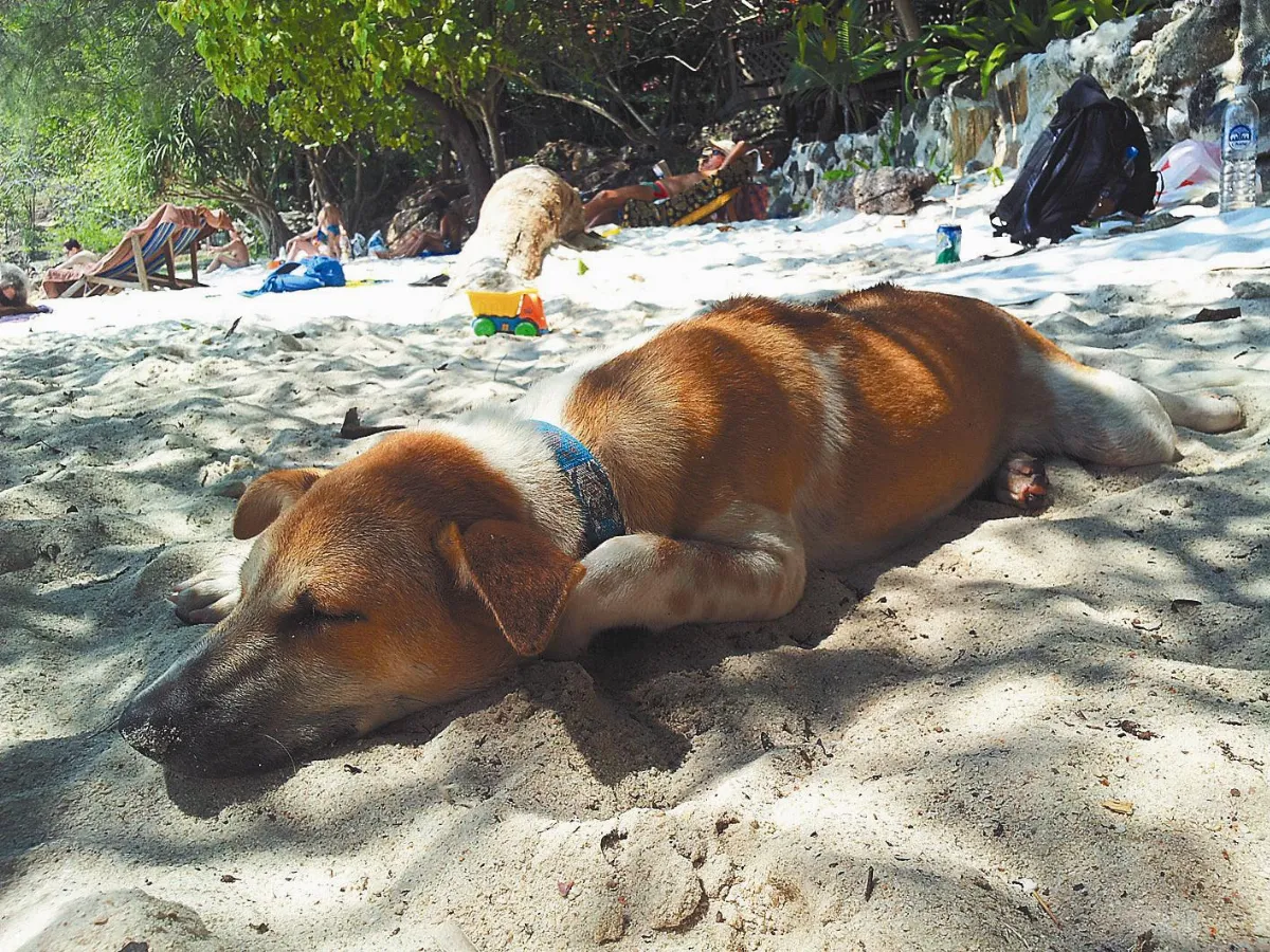 沙美島上的「沙美犬」