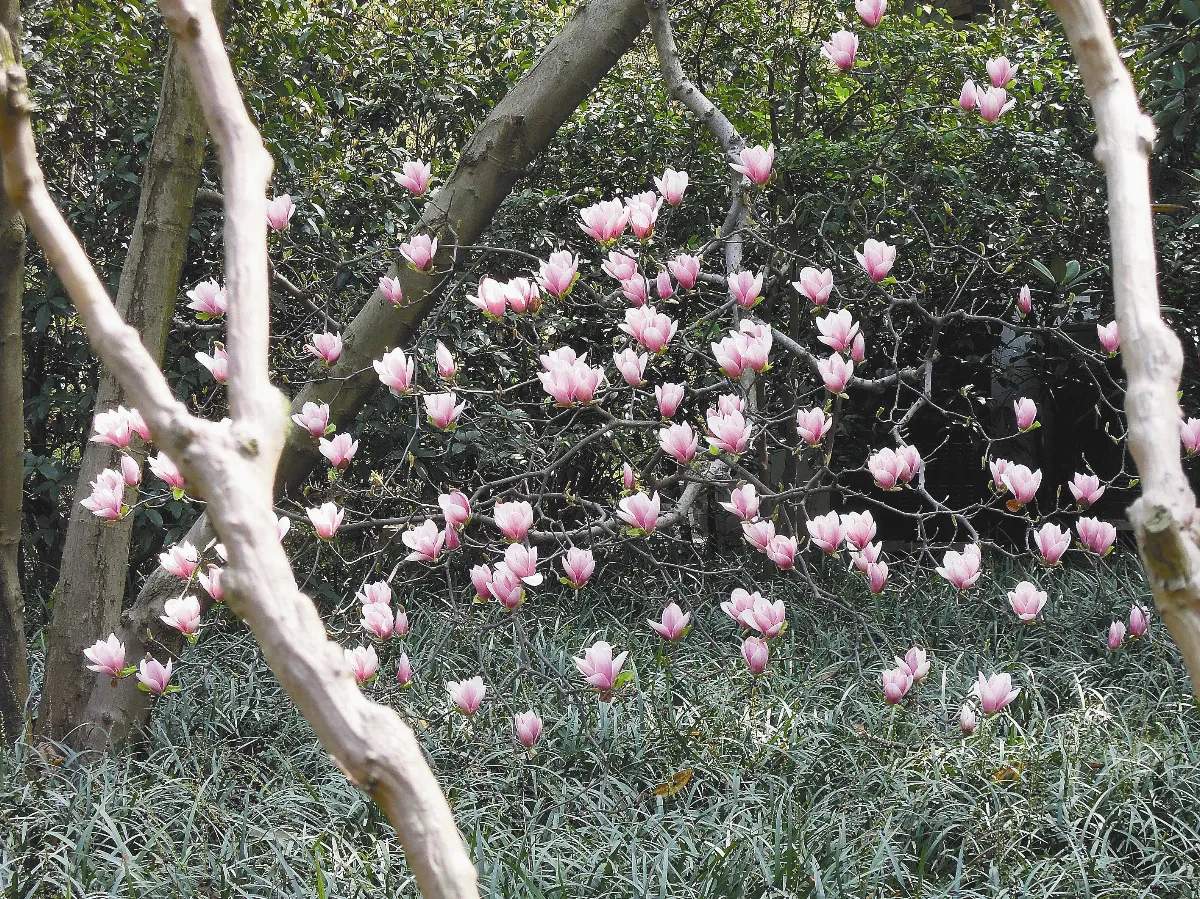 落日看花回