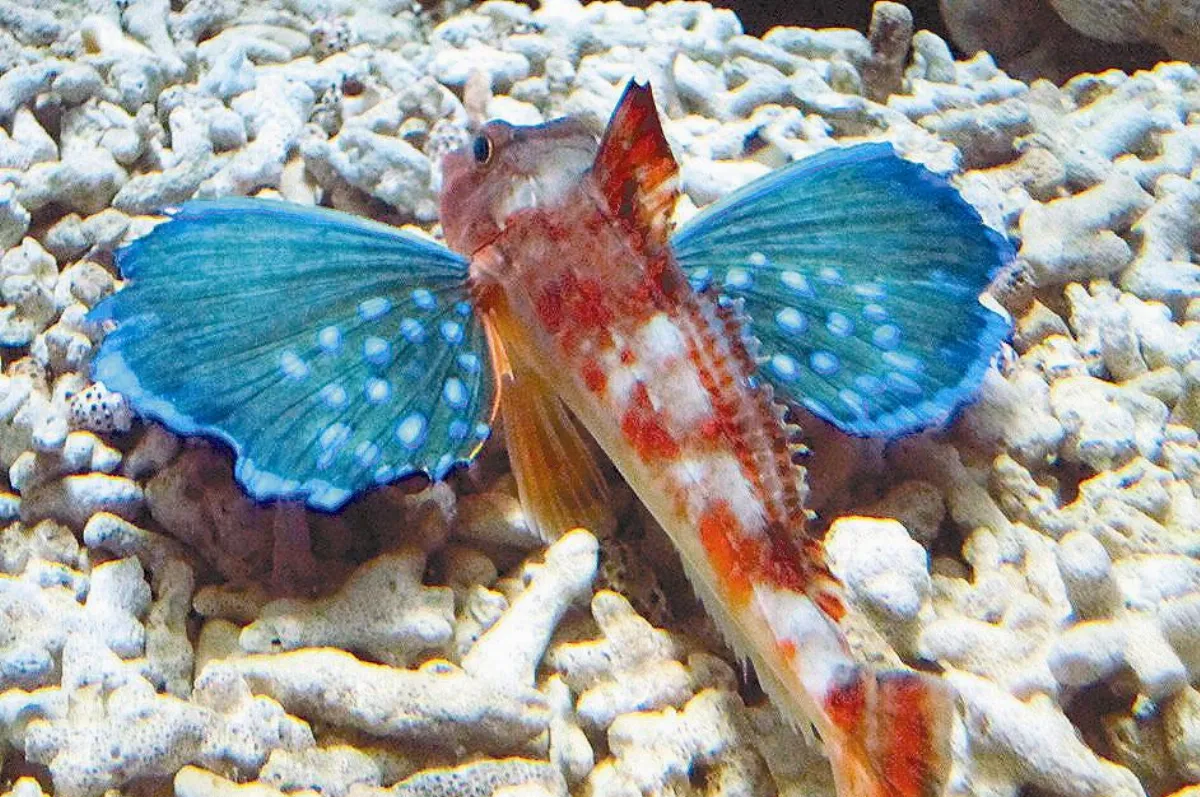是蝦？是魚？