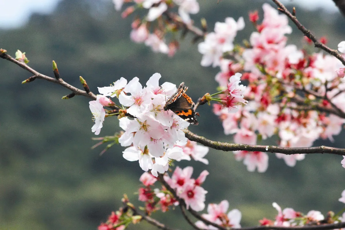 【生活快門】       蝶戀花
