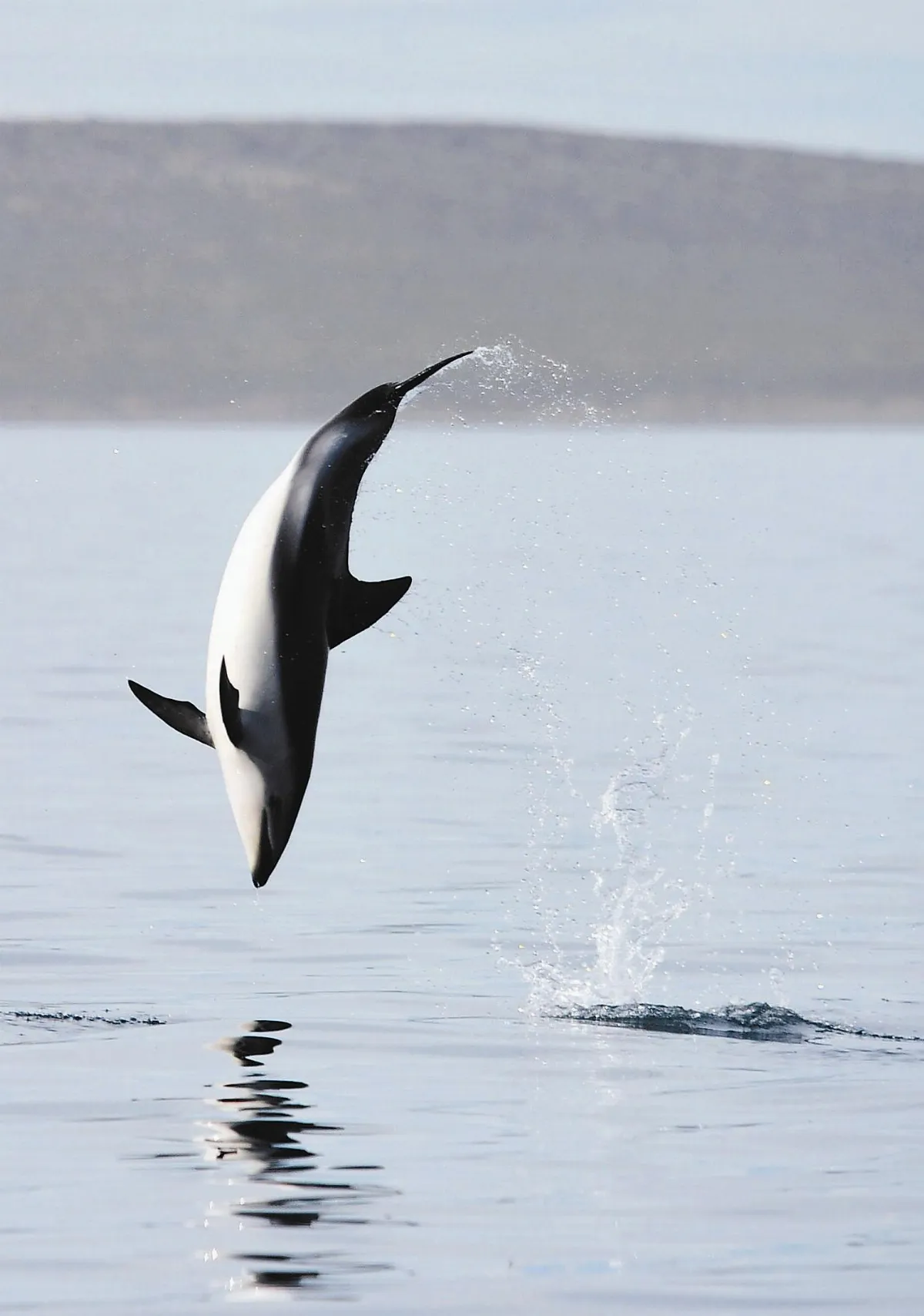 海闊任我躍