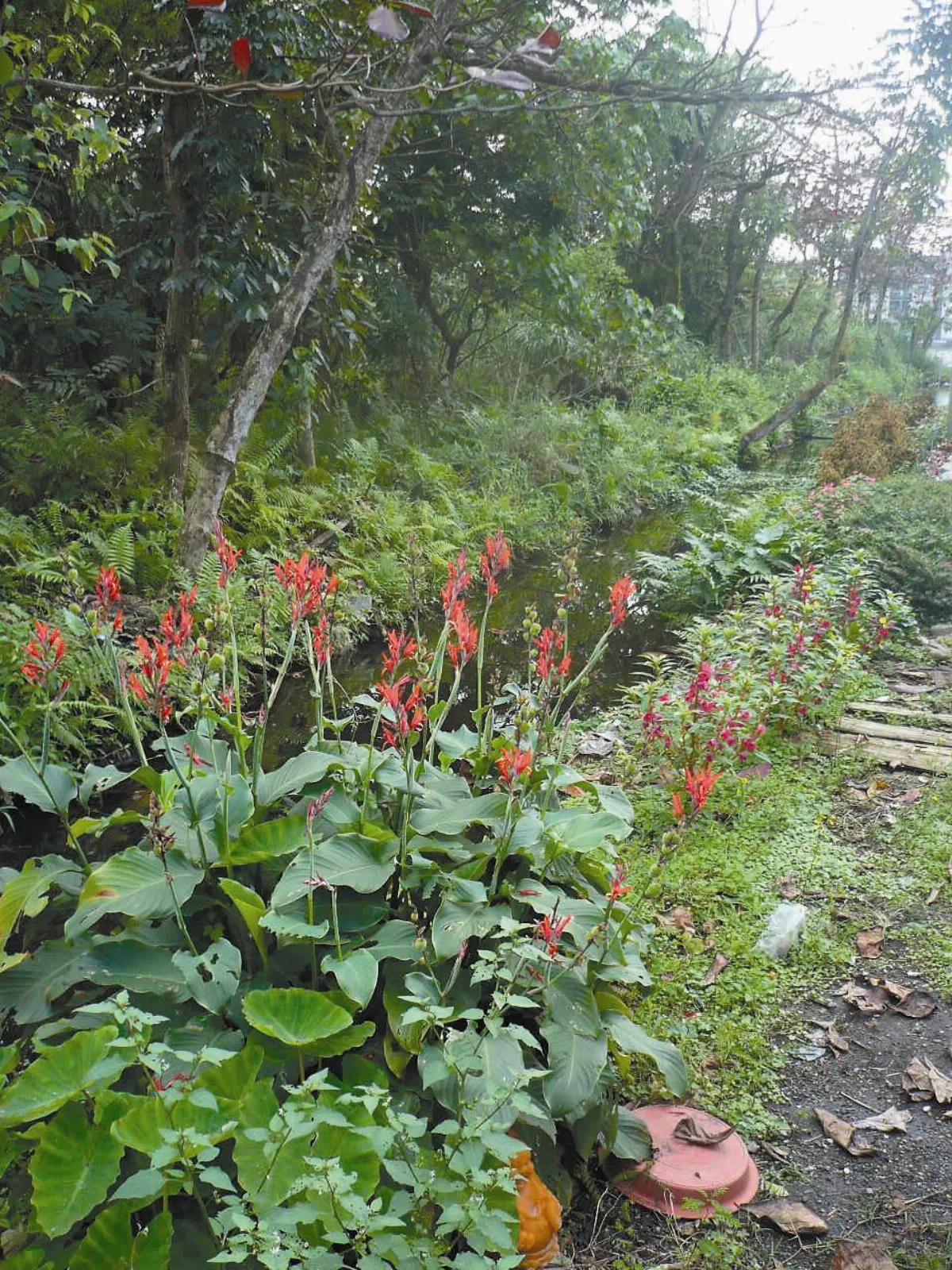行動綠生活  芳鄰捻花惹草趣