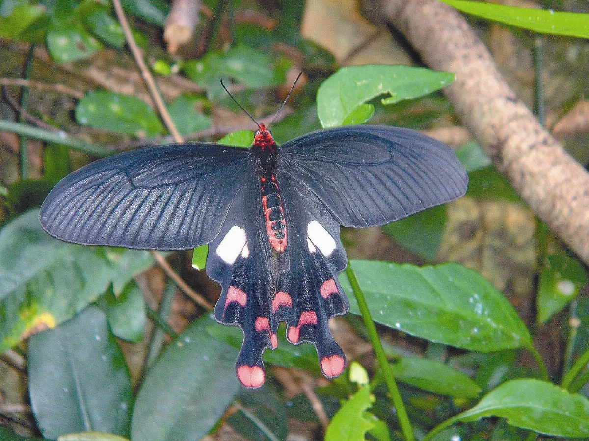 【社區部落格】2種保育蝶 數量成長