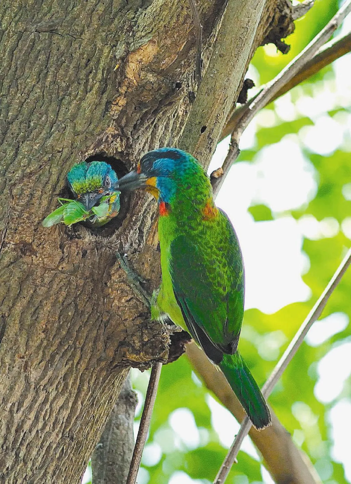 母子情深五色鳥母餵子 攝影者補捉瞬間