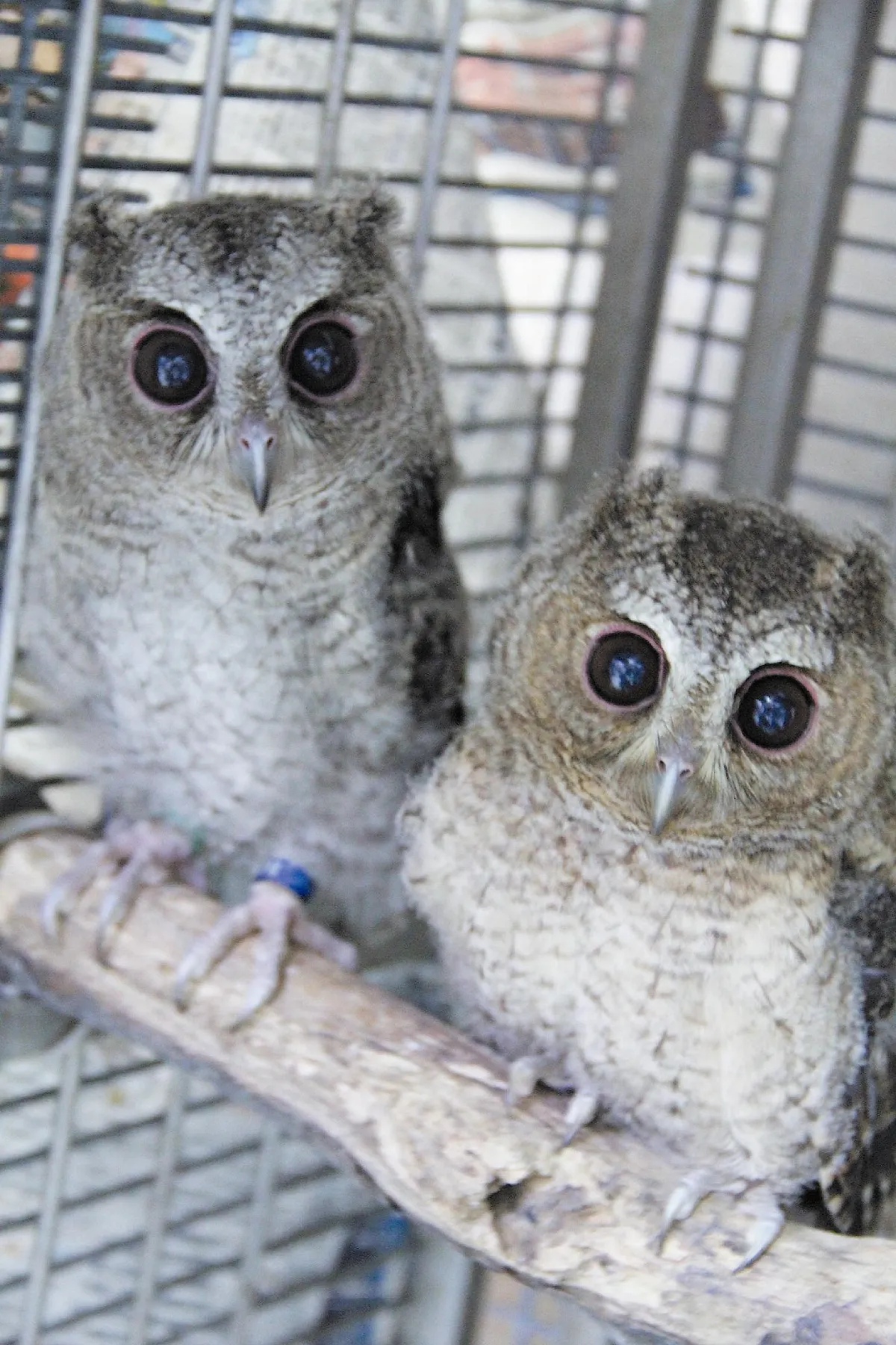 領角鴞baby 卡哇伊收容逾百幼鳥 特生變幼兒園