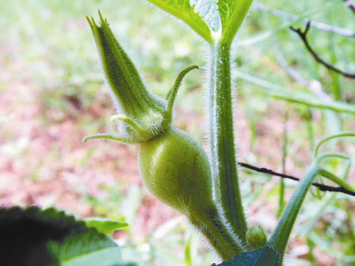 【人間植物禪】南瓜開花