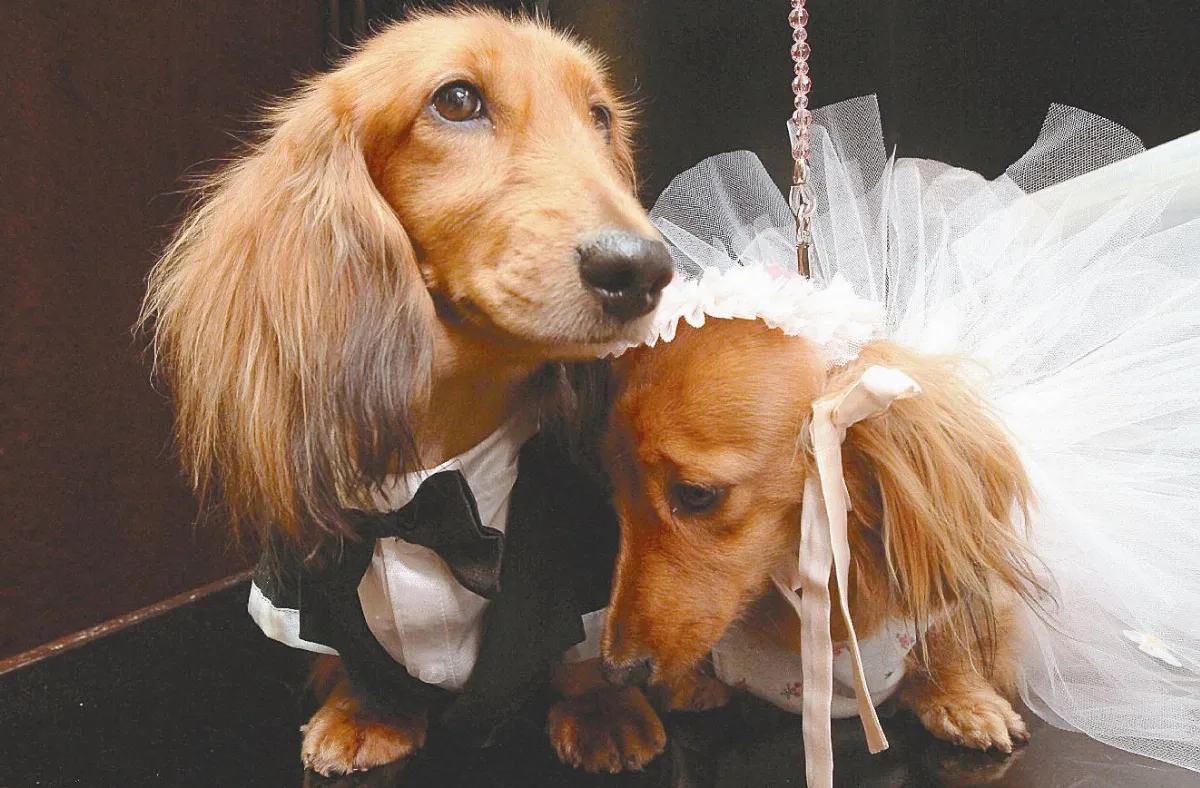 狗狗婚禮