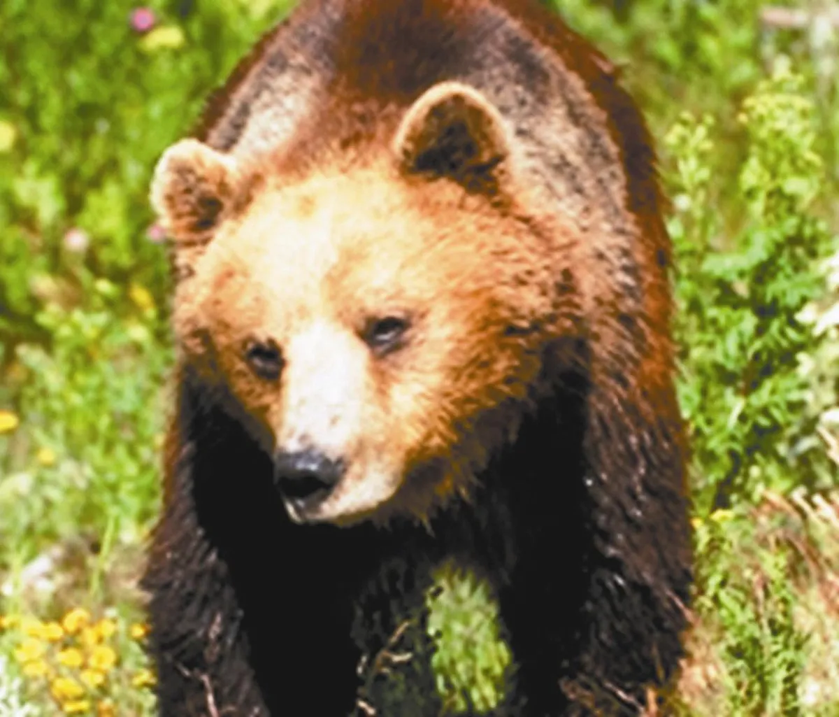 優質電視選 野性歐洲︰第2集