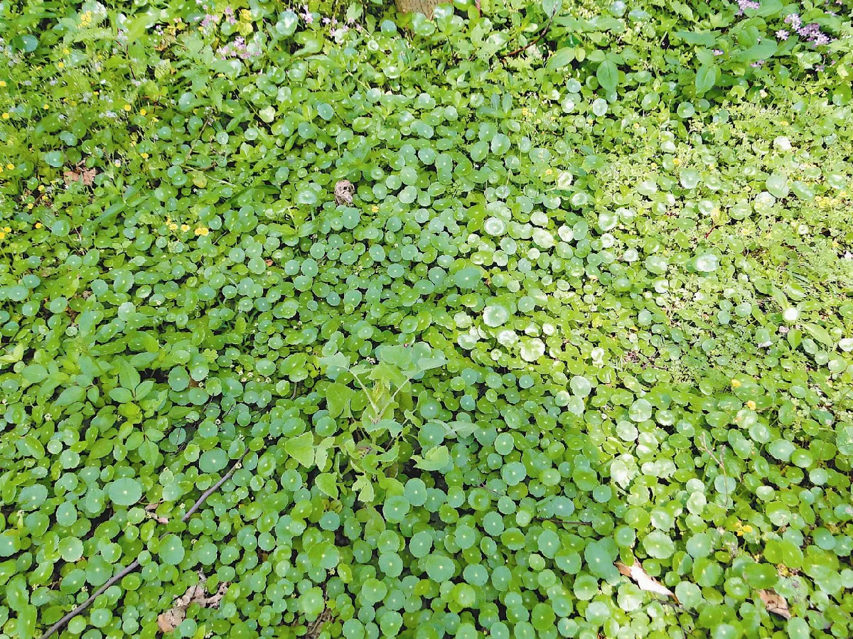 【人間植物禪】錢幣草──錢太多的煩惱