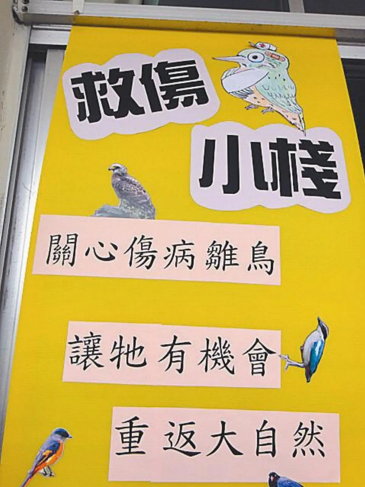 DFC創意行動  救傷小棧：愛就是讓鳥兒重回大自然