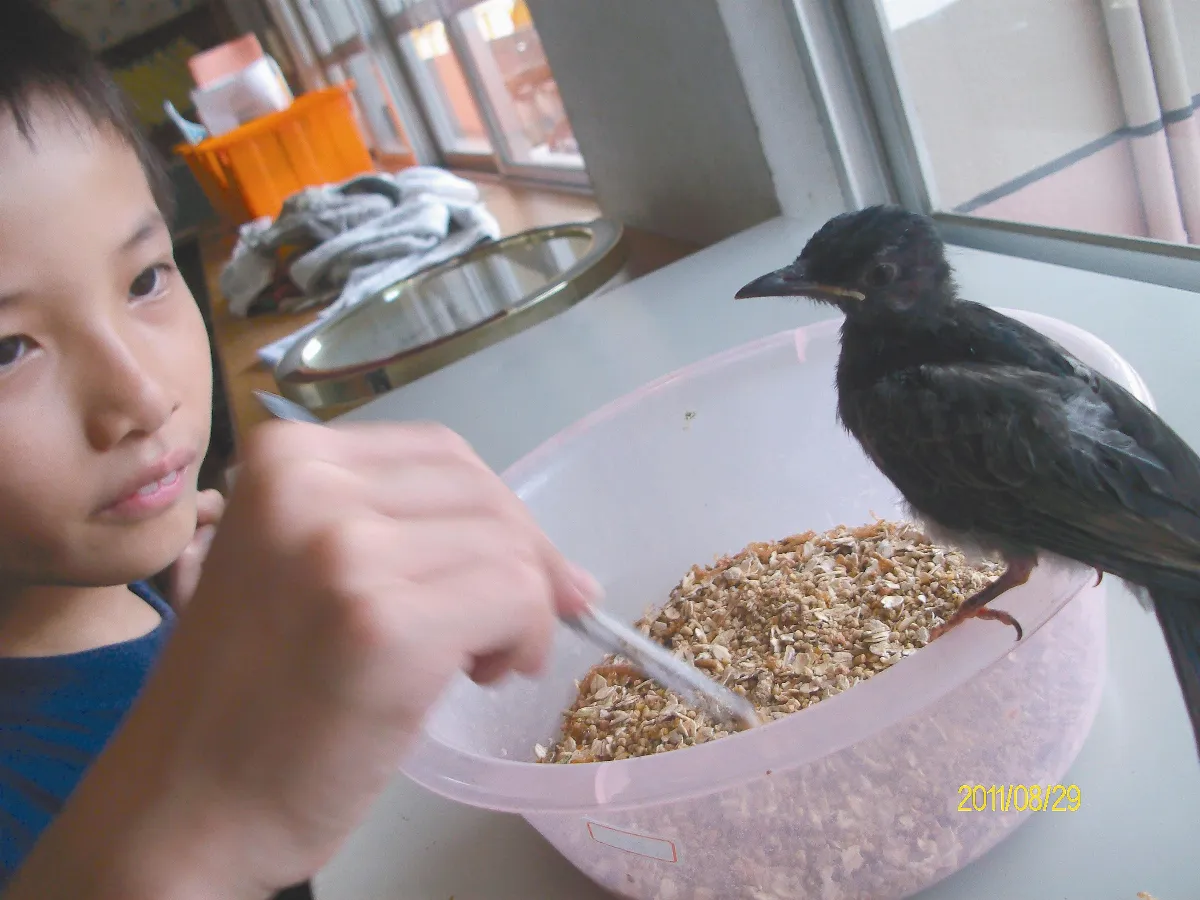 DFC創意行動  救傷小棧：愛就是讓鳥兒重回大自然