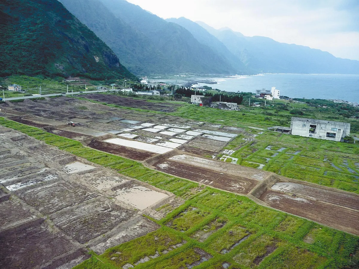 荒廢近30年水梯田 復育海稻米