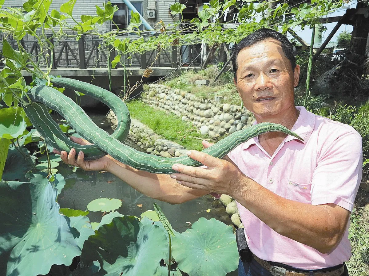 有青竹絲？是蛇瓜啦！