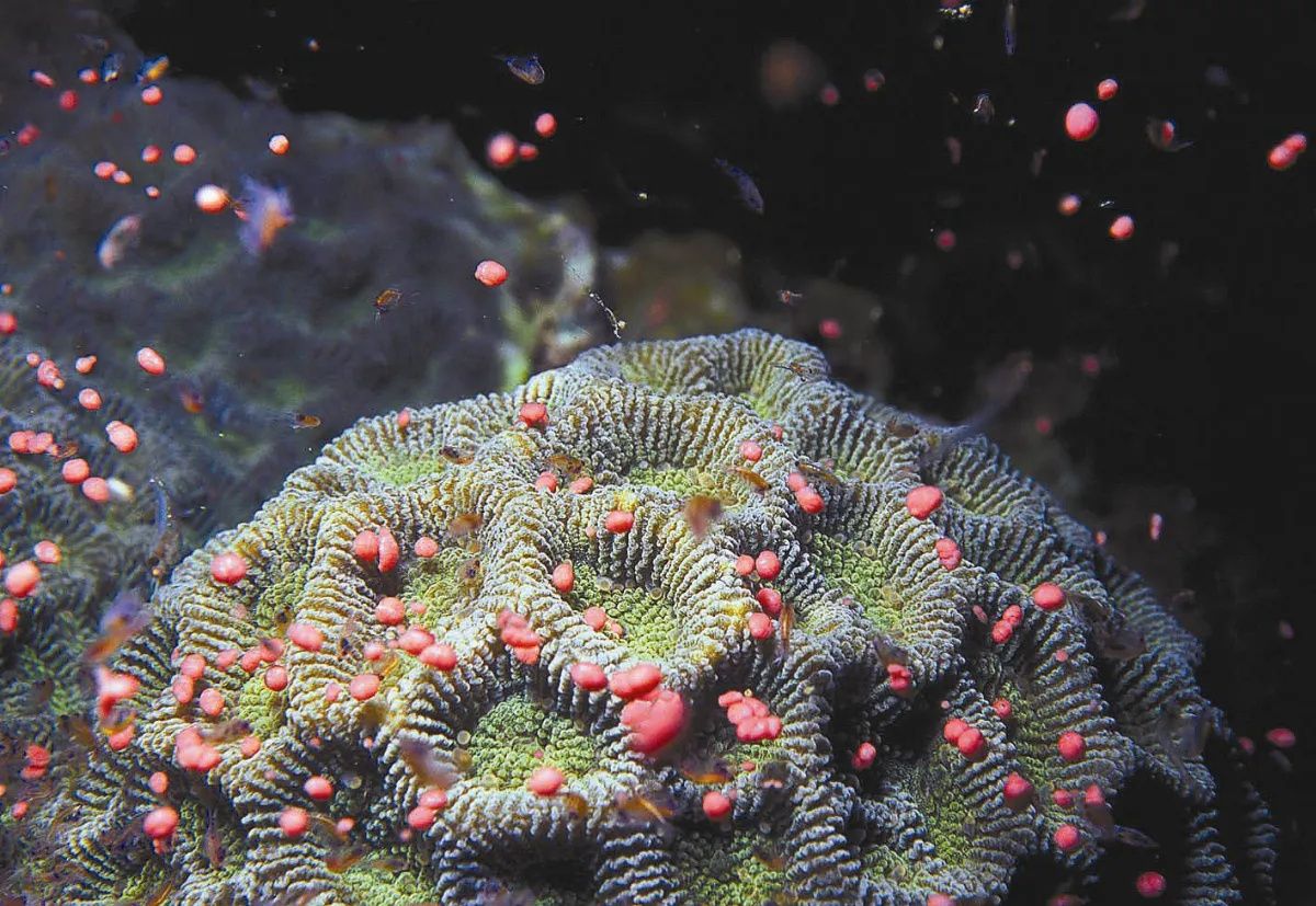 宛如海水溫度計珊瑚鍶鈣比可測溫度變化