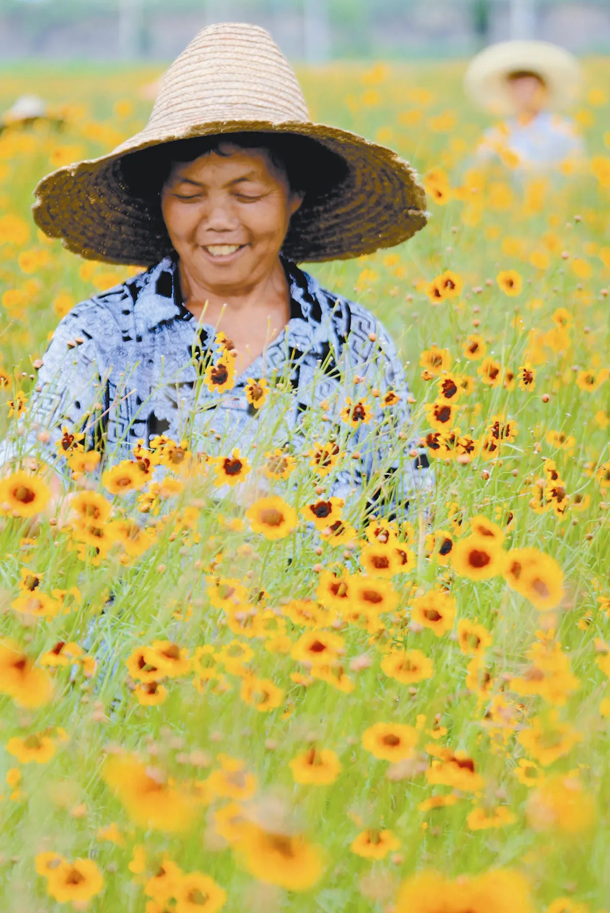 崑崙雪菊   致富新路