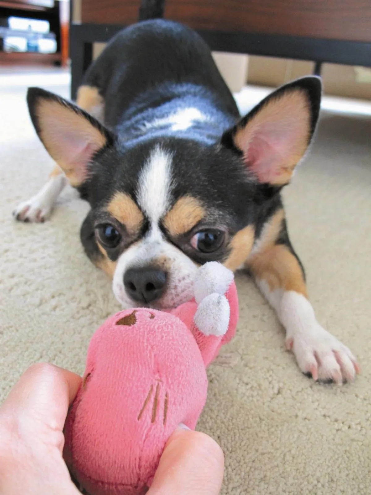 好動好玩開心果