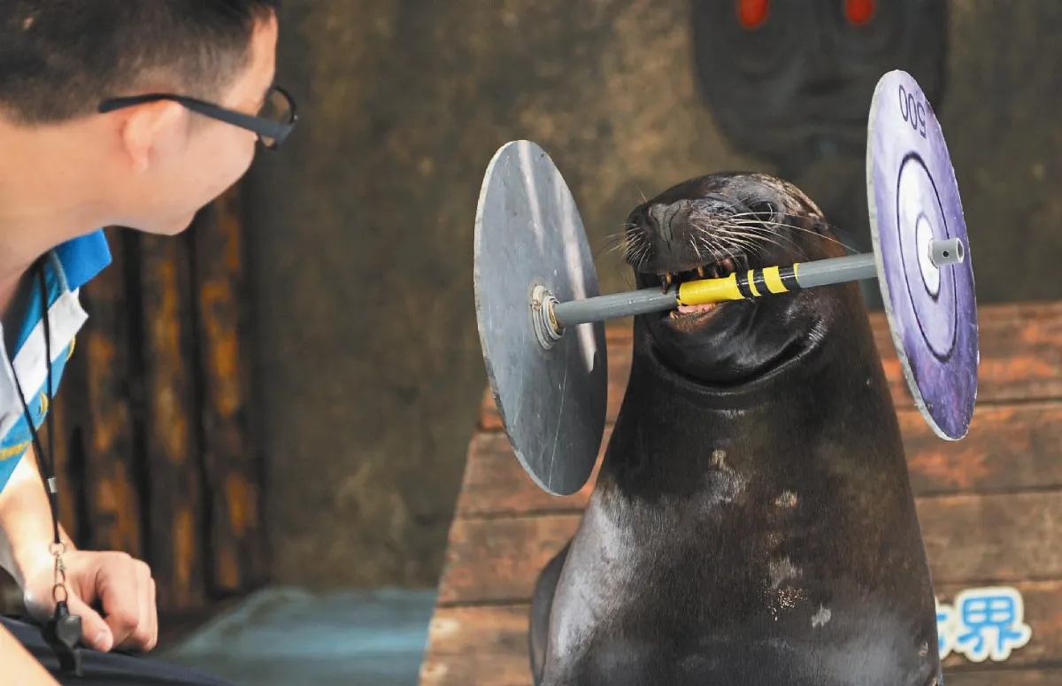 海獅也來舉重