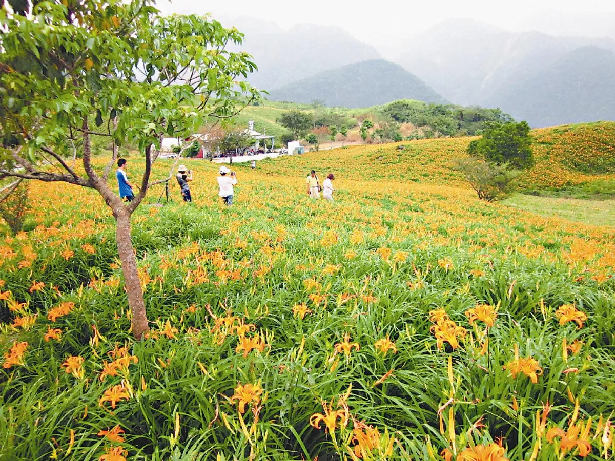金針花開 快來賞花