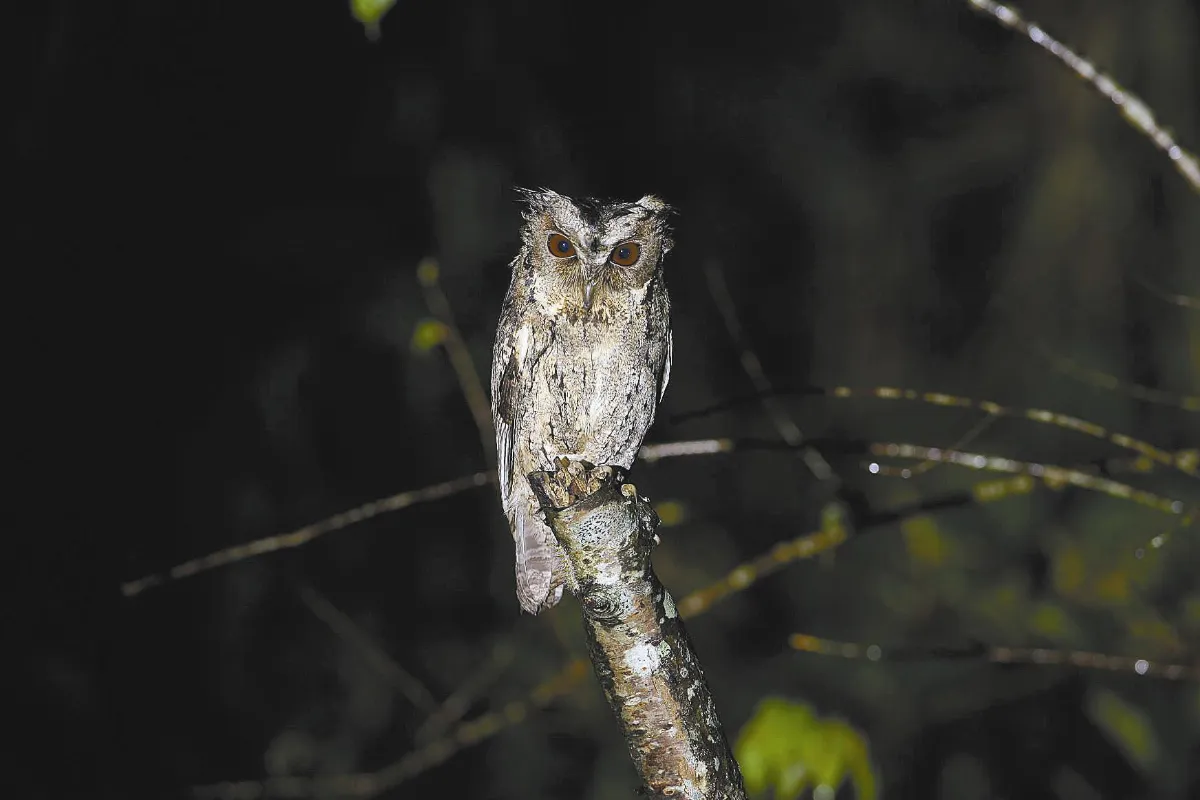 奇妙生物 台灣最親近人的貓頭鷹 領角鴞
