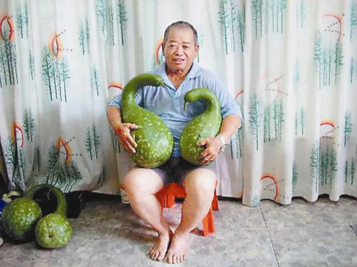 【老照片說故事】     天鵝瓠瓜