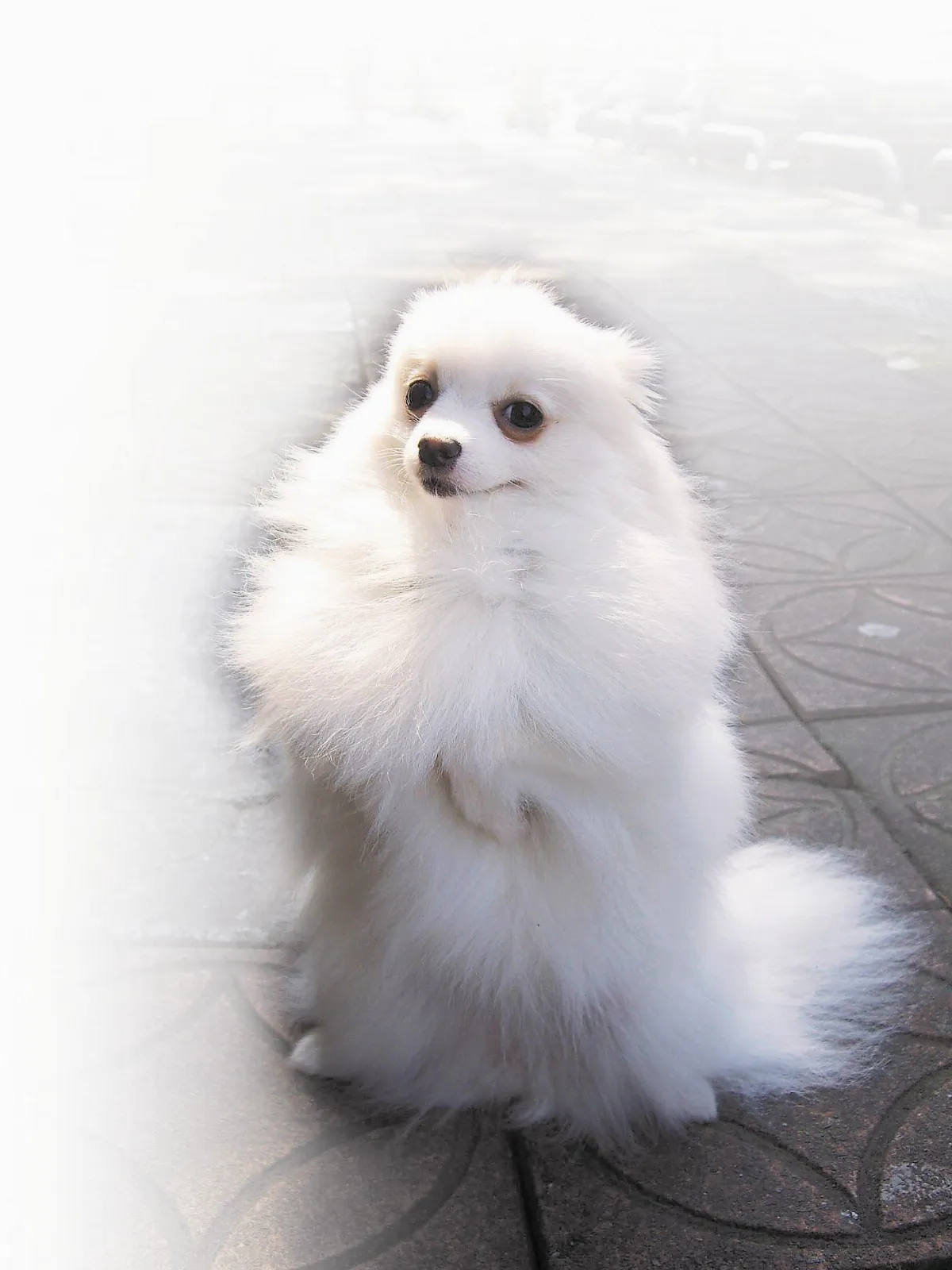 小不點 愛上班