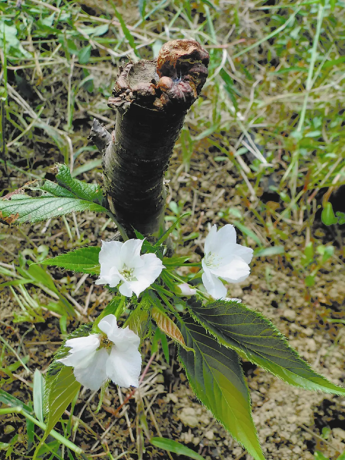 【人間植物禪】五寸之花—— 堅強的吉野櫻