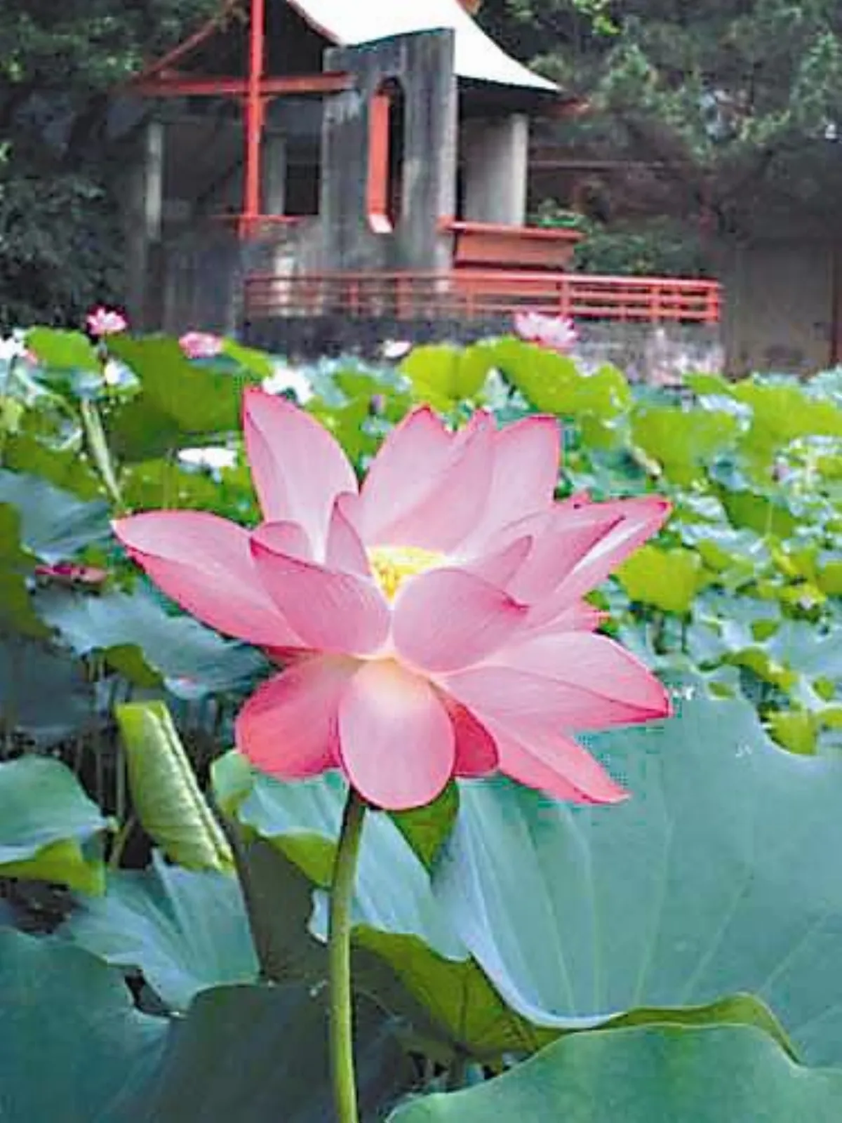 【生活快門】  人當如荷