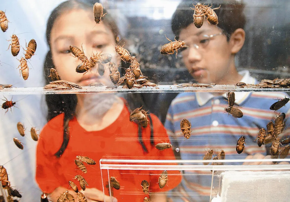 昆蟲大觀園   蟑螂蟑螂，多少罵名以汝之名爾