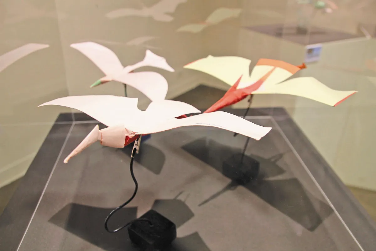 卓志賢鳥飛機 鳥類也認錯