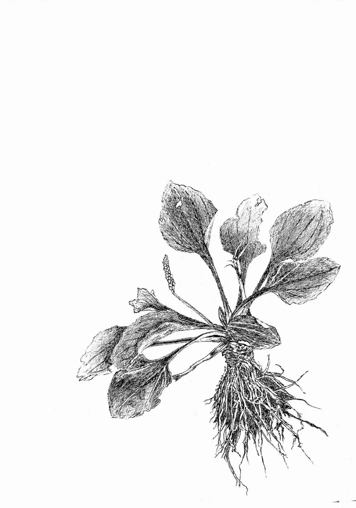 【山‧城草木疏】 生活的指望