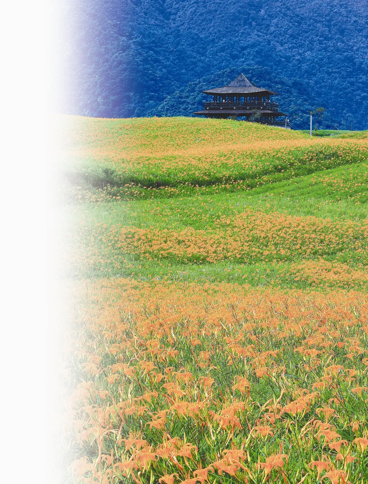 金針花兒開了  在花蓮與一日美人相遇