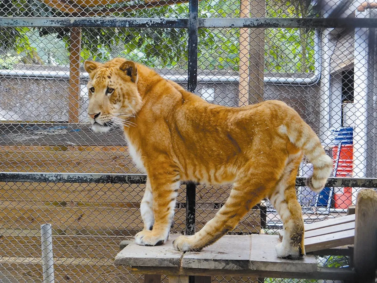 獅虎  錯亂的生命延續