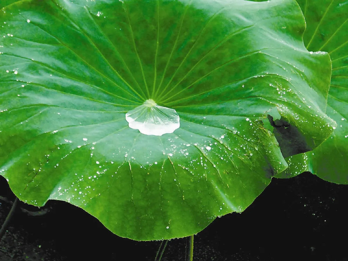 【人間植物禪】你是我最美麗的負擔