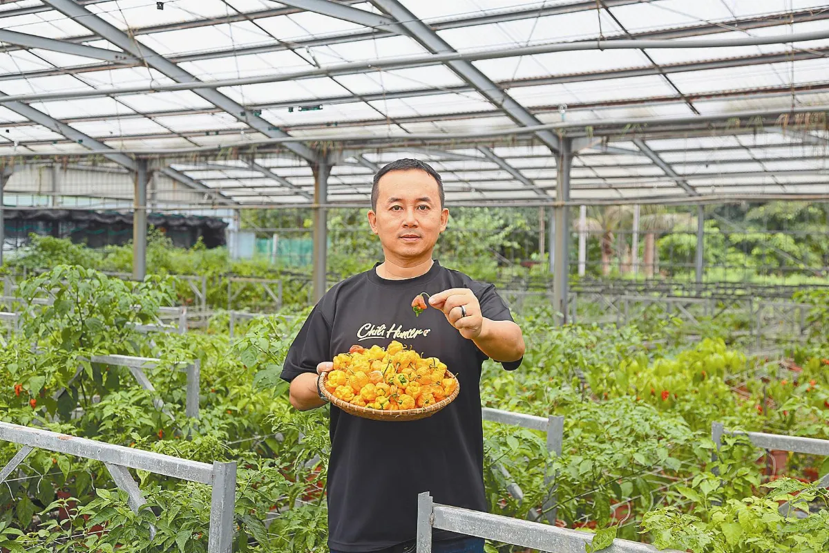 種出最辣辣椒 超越世界紀錄